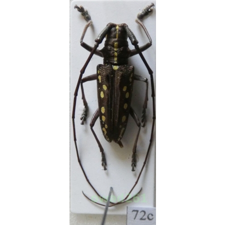 Taeniotes orbignyi Guérin-Méneville, 1844 male Peru72c